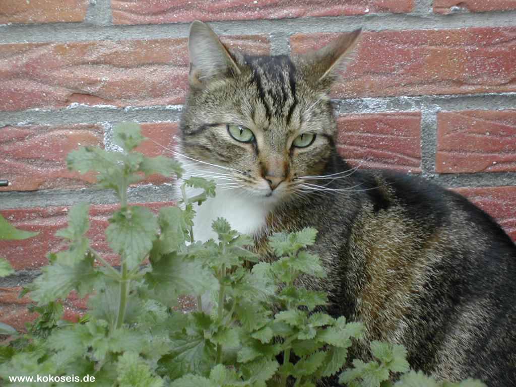 Gatti (336)